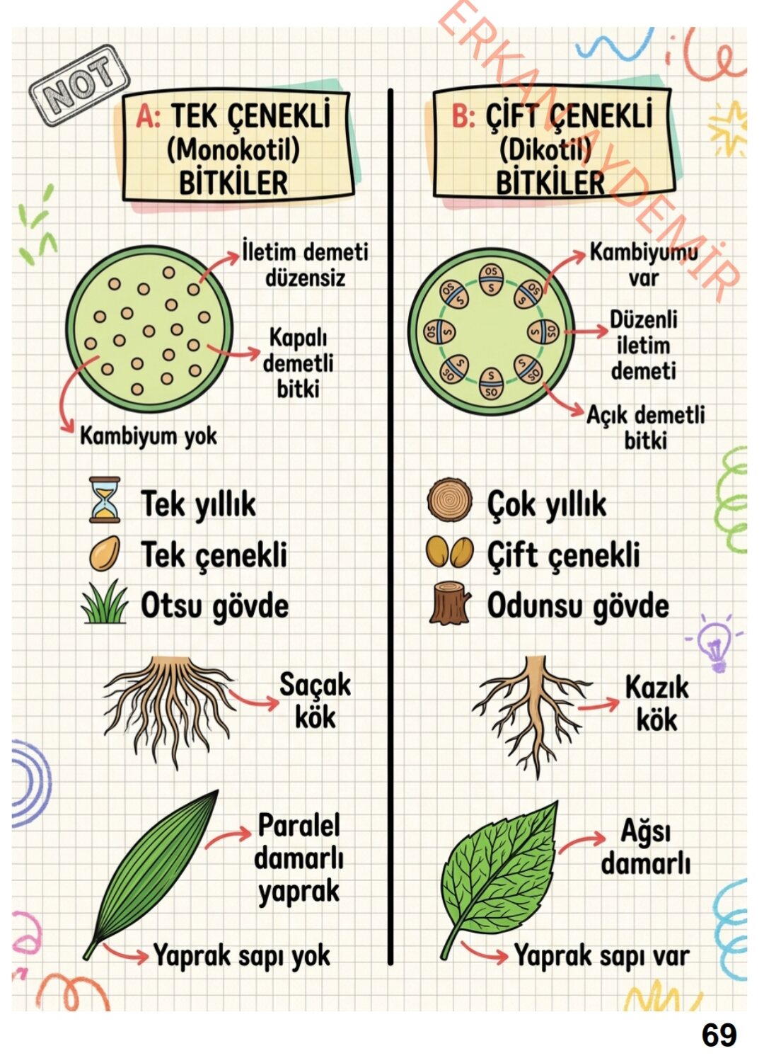Tek & Çift Çenekli Bitkiler